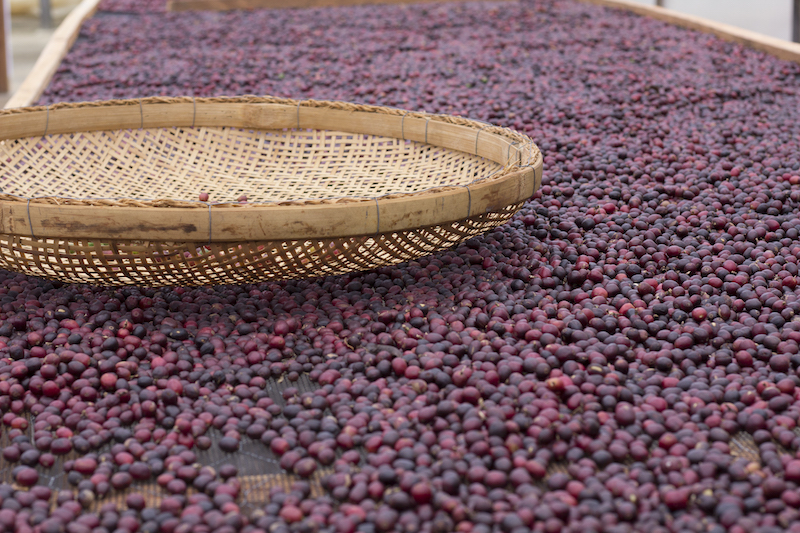  The steps of coffee beans drying!