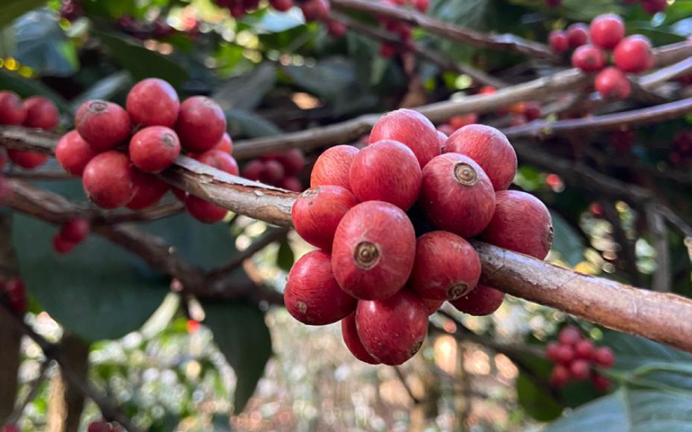Ever wondered about excelsa coffee?