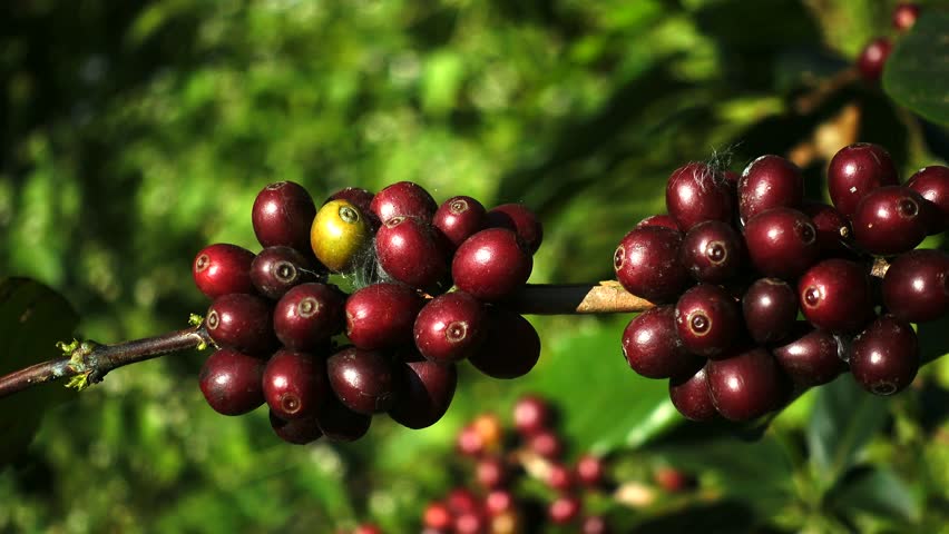 Using the leaves of coffee plant
