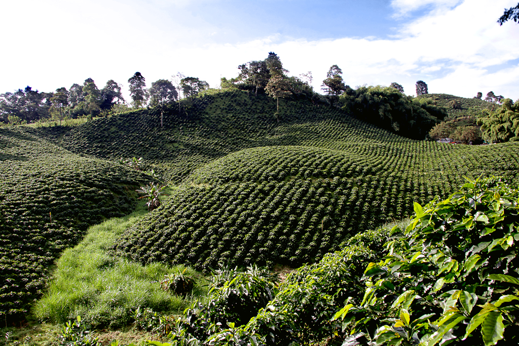 What is the effect of climate change on coffee production?