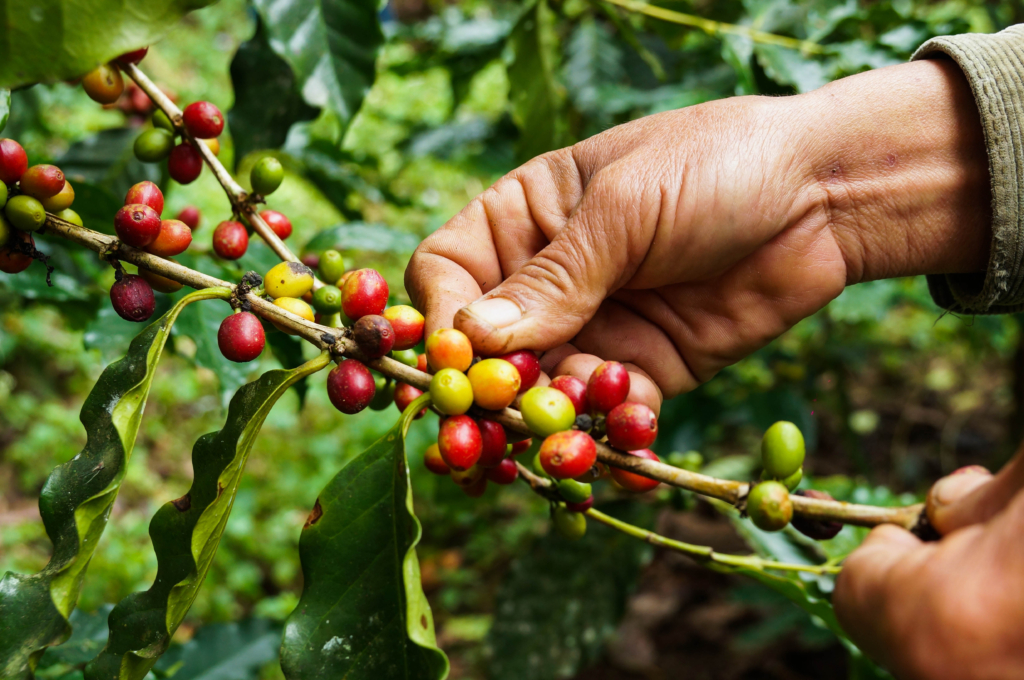 Destination and Discovery of coffee under the Spotlight