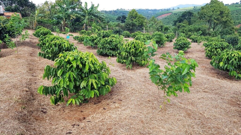 Which kind of soil is good for growing coffee plants