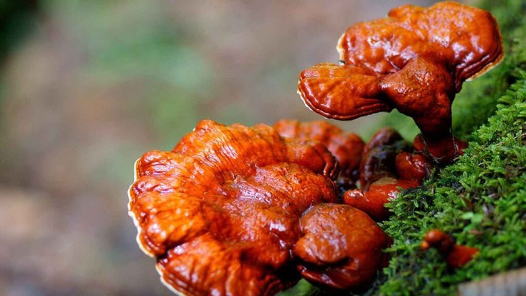 What is Ganoderma mushroom coffee? (Ganoderma lucidum)